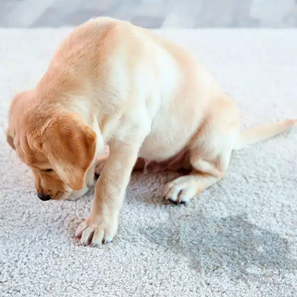 Pet Odors and Stains in Ventura, CA